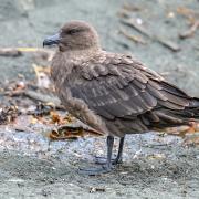 A Brown Skua