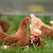 Poultry