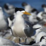 A Crested Tern