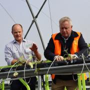 Premier Jeremy Rockliff planting some strawberries at JCLM Farming.