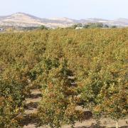 Richmond Walnuts