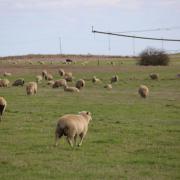 Sheep in a field