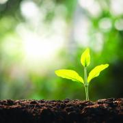 A newly planted tree seedling