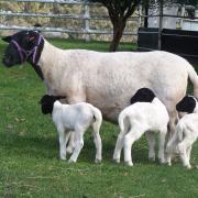 Stud ewe Chatswood Jaime and her 1 day old triplets