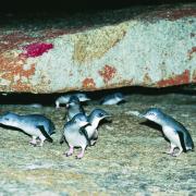 Little penguins