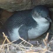 Little Penguins