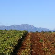 Potato harvest under Mt Roland_ in the North-West