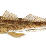 Sand flathead