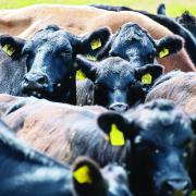 Cattle