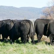 Londavra bulls