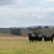 Quarterway bulls