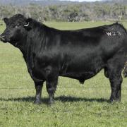 Lot 37 Tolivar Rogers W28 - A Kenny Rogers son on offer.