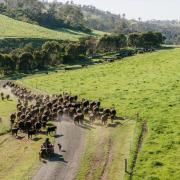 Landfall Angus Stud
