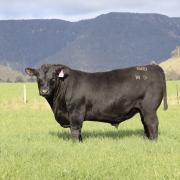New River Angus bulls carry maternal power.