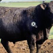 Barnett Angus