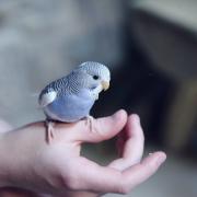 Pet bird