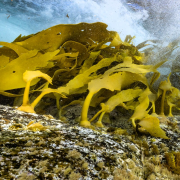 Bull kelp