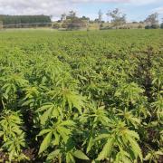 Hemp