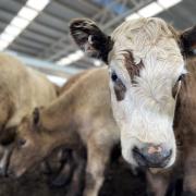 Cattle