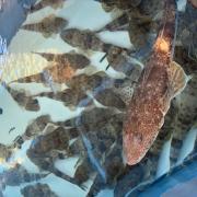 Flathead broodstock at IMAS