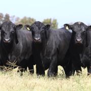 Angus bulls