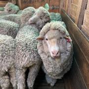 Merino sheep