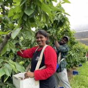 Cherry pickers
