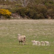 Greg Wilsons quintuplet sheep.