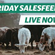 Salesfeed