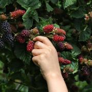 Fruit picking