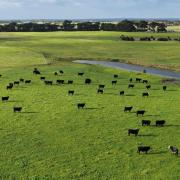 Four King Island farms are for sale