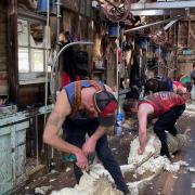 Shearing