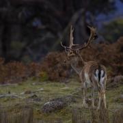 Fallow deer