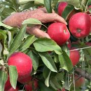 Apples