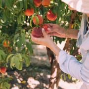Fruit picking