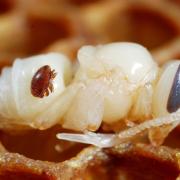 A varroa mite on a bee pupae