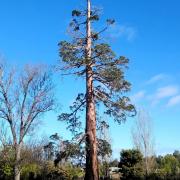 The Sequoia Pine Tree outside the New Norfolk Swimming Pool