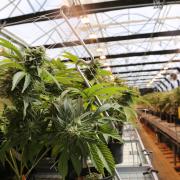 Tasmanian Botanics