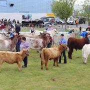 Beef cattle taking part in the Royal Hobart Show.