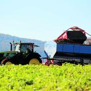 Potato harvesting at Melrose