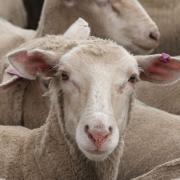 Sheep