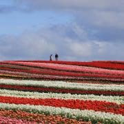 Table Cape Tulp Farm.