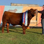 Supreme beef exhibit