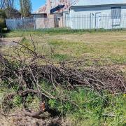 Destroyed vine at Frascati House