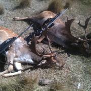 Deer numbers continue to escalate despite reduction in hunting red tape