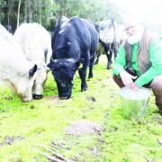 Phillip Wright with Speckle Park cattle