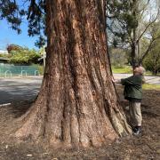 Giant Sequoia to stay standing