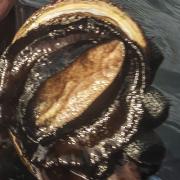Abalone