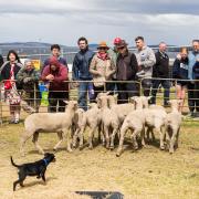 A working dog in action at the Royal Hobart Show