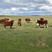 Cattle at Rushy Lagoon